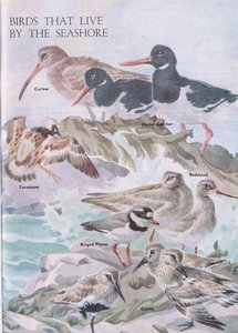 Vogels die aan de kust leven, illustratie uit Het Natuurboek voor Kinderen gepubliceerd door Odhams, 1958